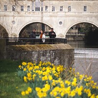 Buy canvas prints of Daffodils by the Pulteney Wire  by Rowena Ko