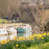 Buy canvas prints of Daffodils by the River Avon  by Rowena Ko