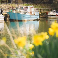 Buy canvas prints of Daffodils by the River Avon  by Rowena Ko