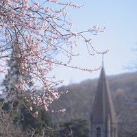 Buy canvas prints of Early spring cherry blossom  by Rowena Ko