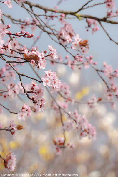 Cherry Blossom  Picture Board by Rowena Ko