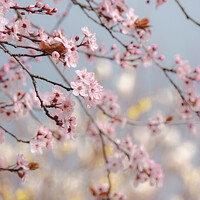Buy canvas prints of Cherry Blossom  by Rowena Ko
