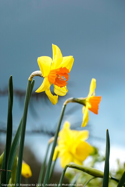 Blooming Daffodil  Picture Board by Rowena Ko