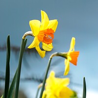 Buy canvas prints of Blooming Daffodil  by Rowena Ko