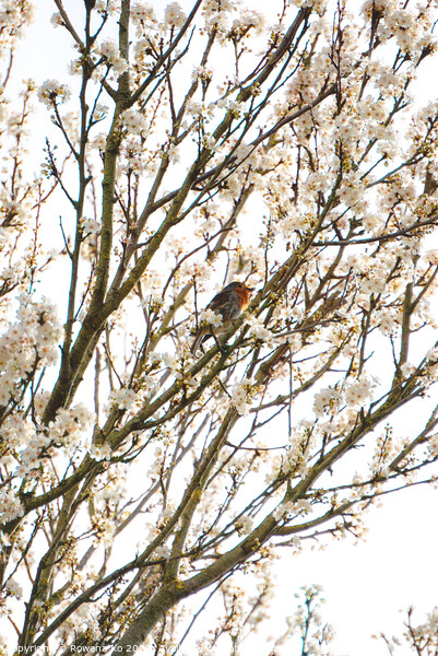 Robin singing in cherry blossom  Picture Board by Rowena Ko