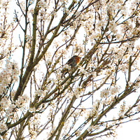 Buy canvas prints of Robin singing in cherry blossom  by Rowena Ko