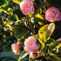 Buy canvas prints of Camellia blossom showing in sunlight  by Rowena Ko
