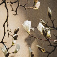 Buy canvas prints of Magnolia showering in sunlight  by Rowena Ko