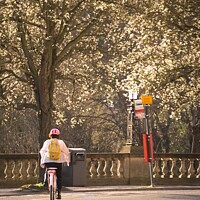 Buy canvas prints of Cycling into blooming spring  by Rowena Ko