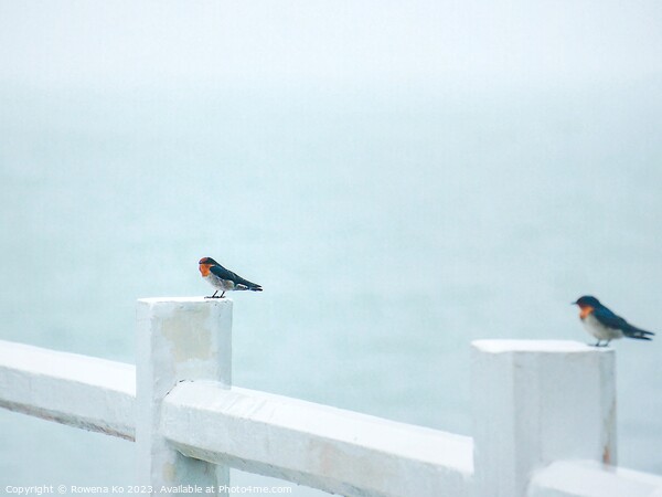 Two Pacific Swallows perched on a Pier fence Picture Board by Rowena Ko