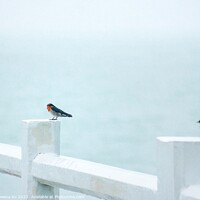 Buy canvas prints of Two Pacific Swallows perched on a Pier fence by Rowena Ko
