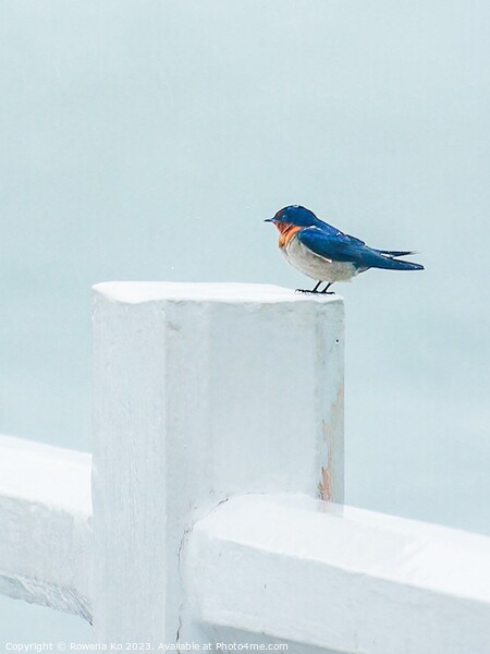 A Pacific Swallow perched on a Pier fence Picture Board by Rowena Ko