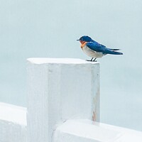 Buy canvas prints of A Pacific Swallow perched on a Pier fence by Rowena Ko