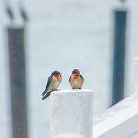 Buy canvas prints of A pair of Pacific Swallows perched on a Pier fence by Rowena Ko