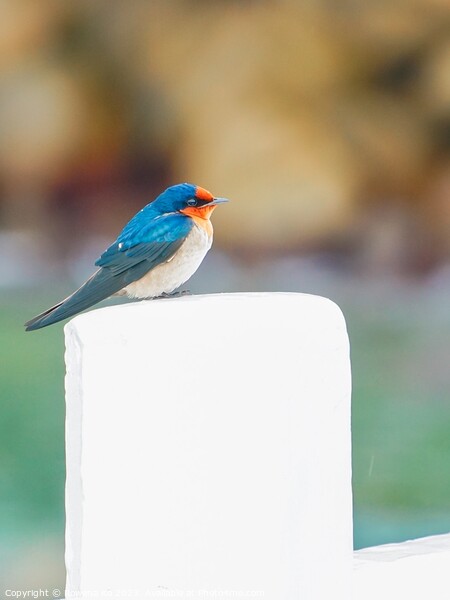 A Pacific Swallow resting on a Pier fence Picture Board by Rowena Ko