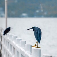 Buy canvas prints of A couple of Pacific reef herons perched on a Pier  by Rowena Ko