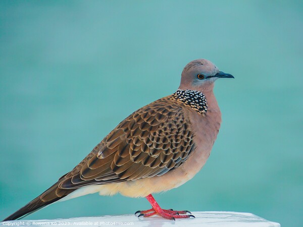 A Spotted Dove perched on a Pier fence Picture Board by Rowena Ko