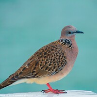 Buy canvas prints of A Spotted Dove perched on a Pier fence by Rowena Ko