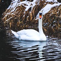 Buy canvas prints of Majestic male swan in snow  by Rowena Ko