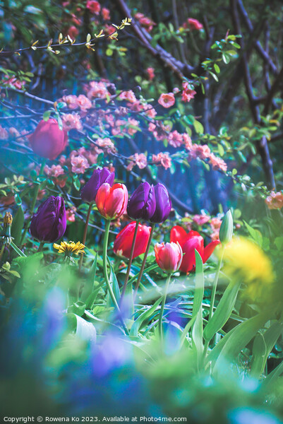 Secret Monet Garden in Bath Picture Board by Rowena Ko