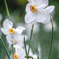 Buy canvas prints of The Gorgeous Poet Daffodil by Rowena Ko