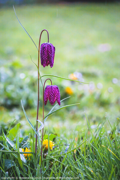 Fritillaria meleagris Picture Board by Rowena Ko