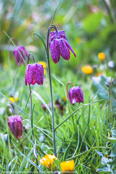 Fritillaria meleagris Picture Board by Rowena Ko