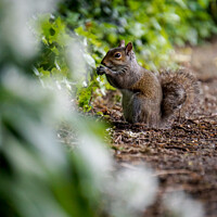 Buy canvas prints of Majestic Squirrel in a Verdant Forest by Rowena Ko