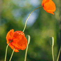 Buy canvas prints of Radiant poppies under summer sun by Rowena Ko