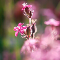 Buy canvas prints of Red campion's Summer Bloom by Rowena Ko