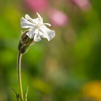 Buy canvas prints of Sun-kissed White campion by Rowena Ko