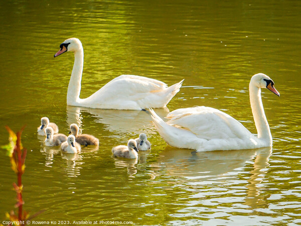 Serenity of a swan family Picture Board by Rowena Ko