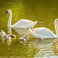 Buy canvas prints of Serenity of a swan family by Rowena Ko