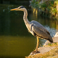 Buy canvas prints of Serene Heron Standing by the canal's Edge by Rowena Ko