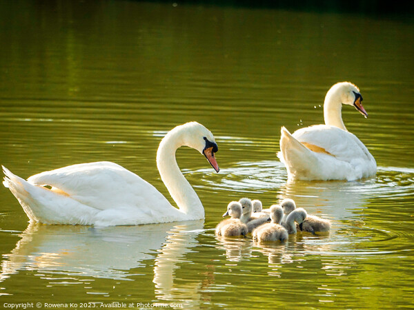 Graceful Swan Family Gliding on Water Picture Board by Rowena Ko