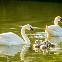 Buy canvas prints of Graceful Swan Family Gliding on Water by Rowena Ko