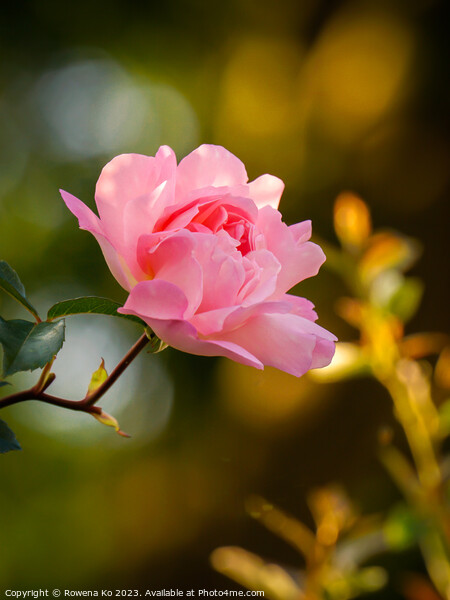 Delicate Beauty: Pink Rosy in golden sunlight  Picture Board by Rowena Ko