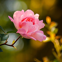Buy canvas prints of Delicate Beauty: Pink Rosy in golden sunlight  by Rowena Ko