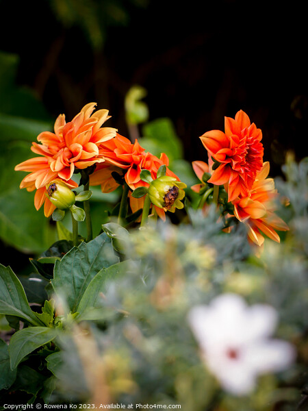 Vibrant Orange Dahlia Flower in Full Bloom Picture Board by Rowena Ko
