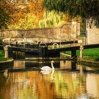 Buy canvas prints of Golden Autumn in Bath along the Kennet & Avon Canal by Rowena Ko