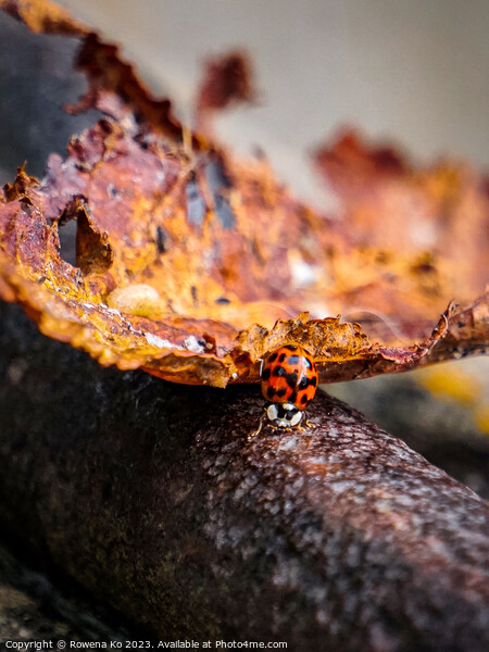 Autumn ladybug  Picture Board by Rowena Ko