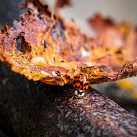 Buy canvas prints of Autumn ladybug  by Rowena Ko