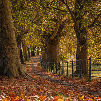 Buy canvas prints of Fall mood photo of cotswold city Bath in Autumn by Rowena Ko
