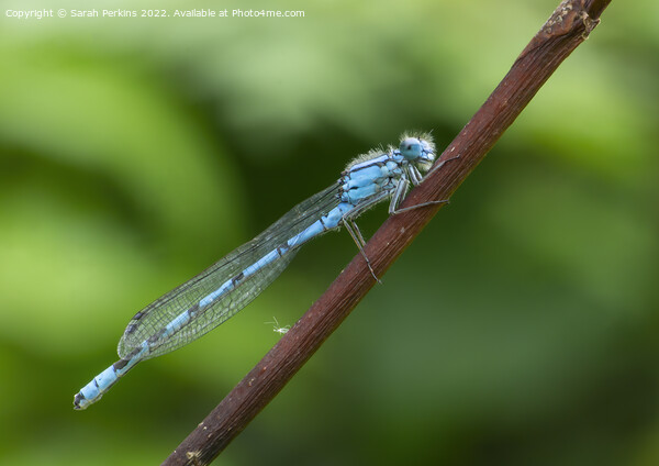 Damselfly Picture Board by Sarah Perkins
