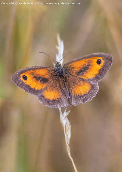 Gatekeeper butterfly Picture Board by Sarah Perkins