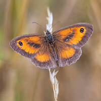 Buy canvas prints of Gatekeeper butterfly by Sarah Perkins