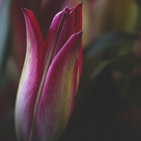 Buy canvas prints of Lily bud by Sarah Perkins