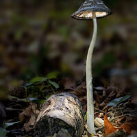 Buy canvas prints of Magpie inkcap mushroom by Sarah Perkins