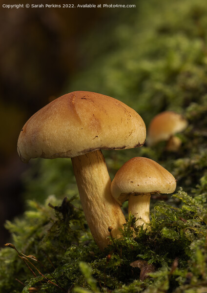 Sulphur tuft mushrooms Picture Board by Sarah Perkins