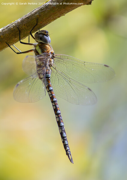 Migrant Hawker dragonfly Picture Board by Sarah Perkins